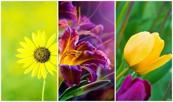 красочные цветы