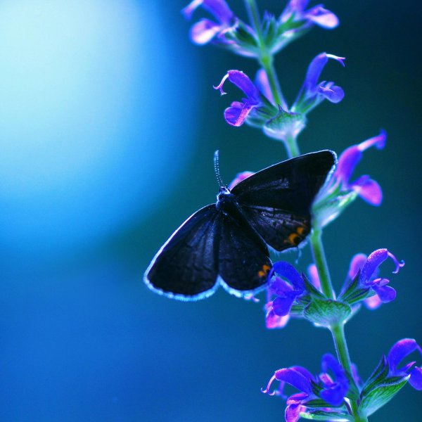бабочка синий