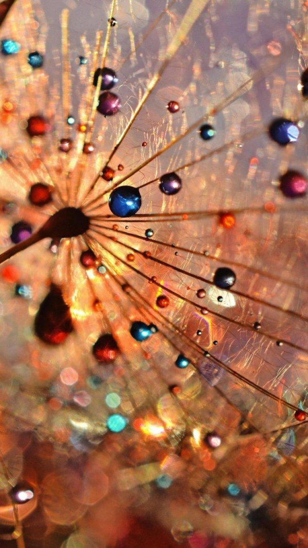 одуванчик макро