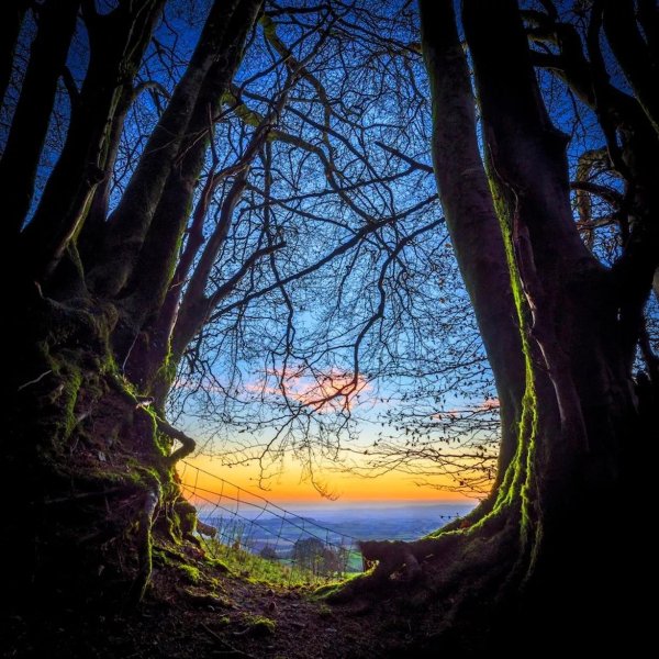 буковая аллея дарк хеджес