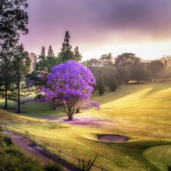 фиалковое дерево джакаранда
