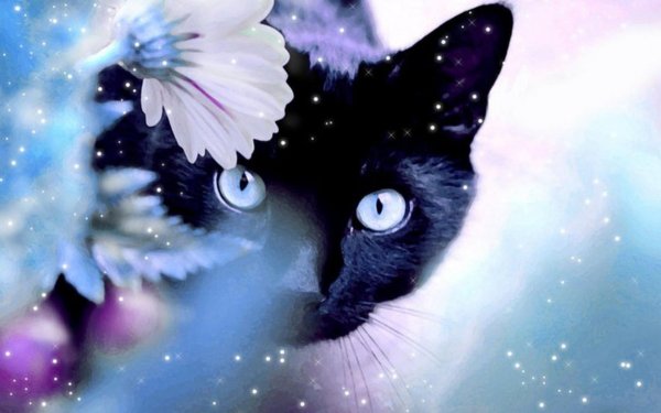 черная кошечка