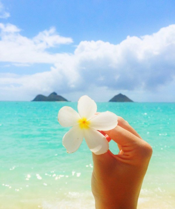 плюмерия франжипани