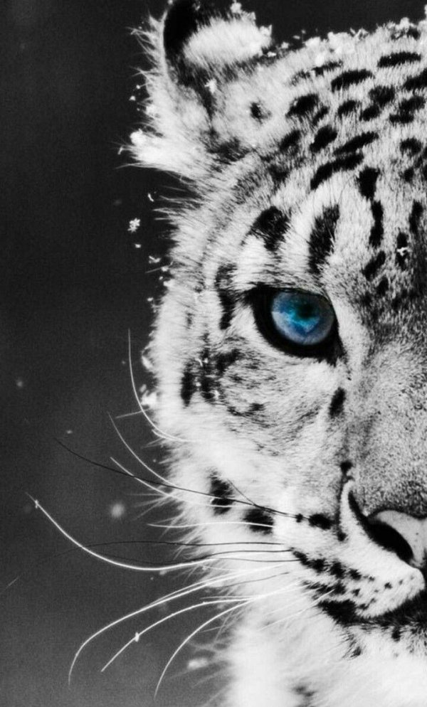 снежная барс