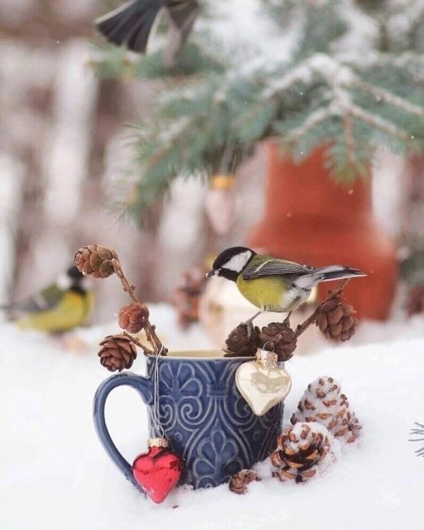 доброе утро птички со снегом