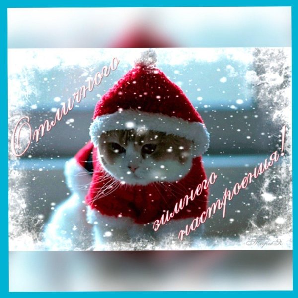 котики новогодние