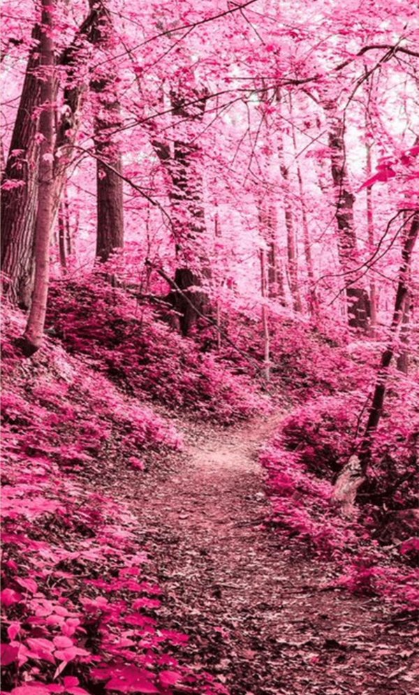 infrared photos pink forest