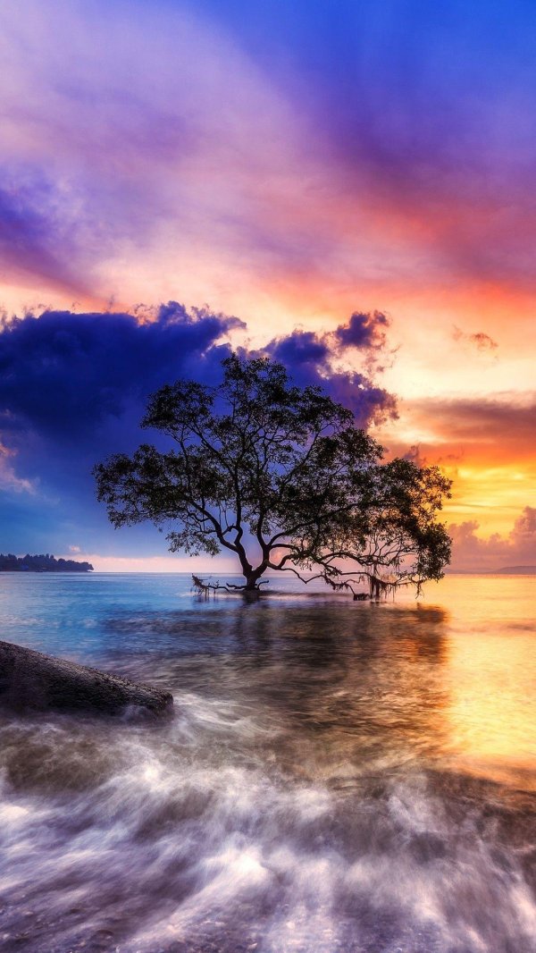 красивое одинокое дерево