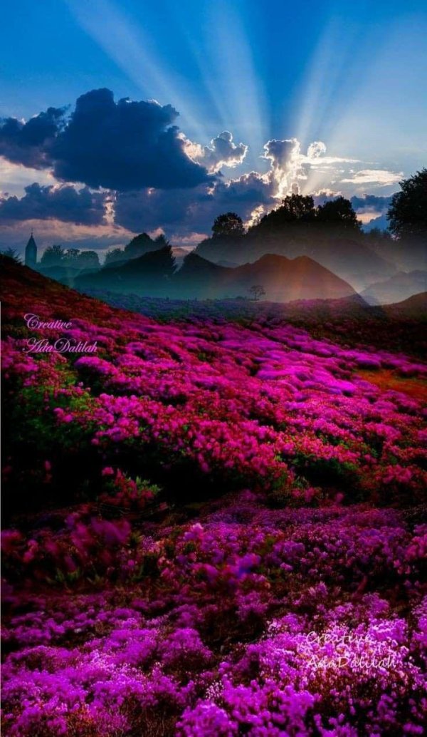 пейзажи цветы