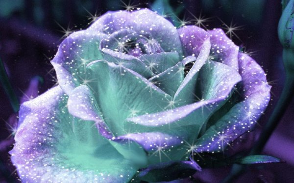 блестящие розы