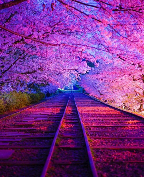 япония сакура