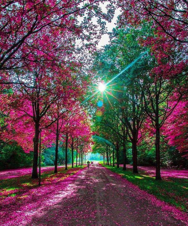 розовое дерево