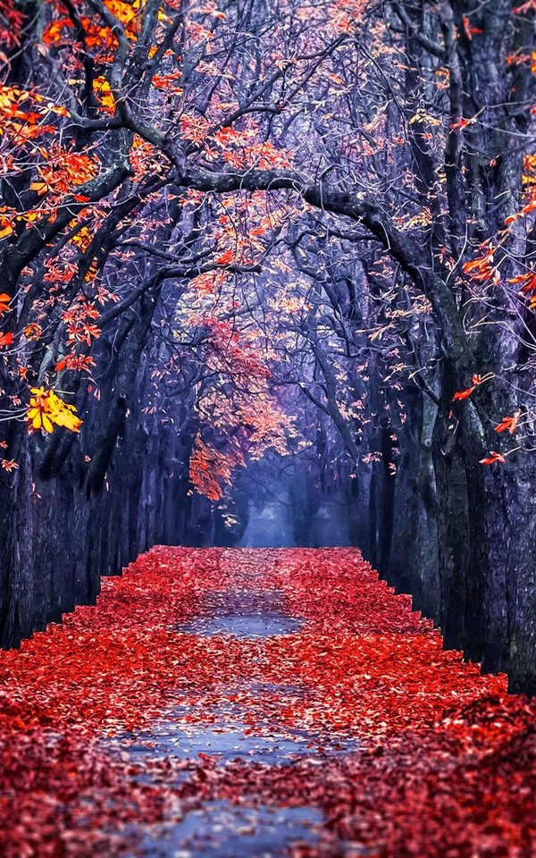 красная осень