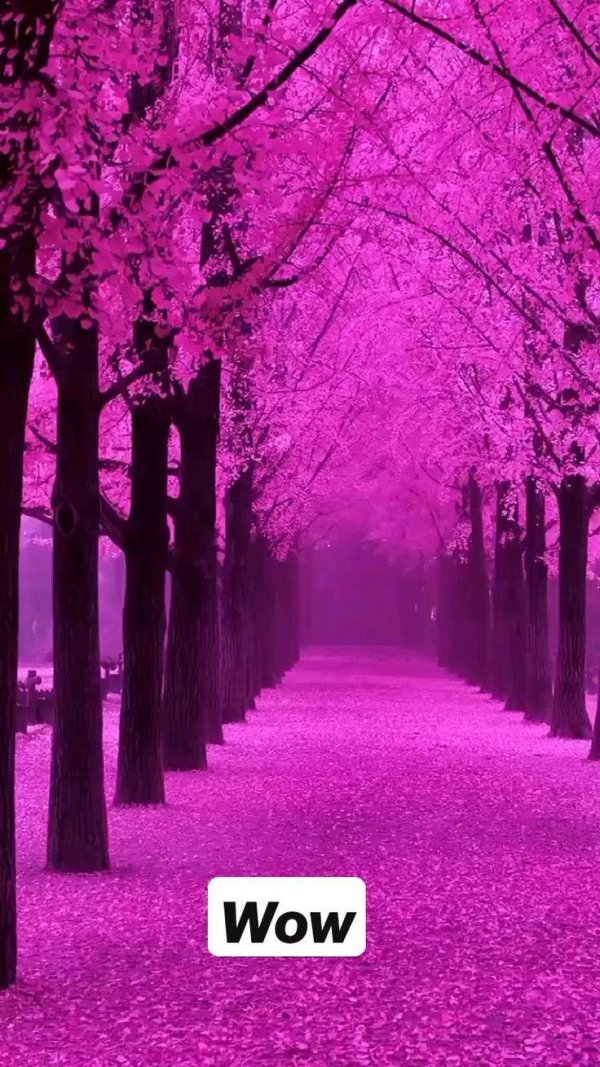 розовое дерево