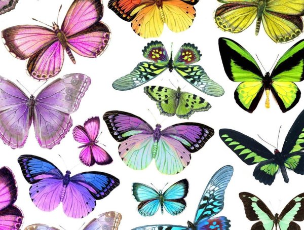 бабочки на сахарной бумаге