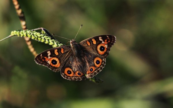 junonia coenia