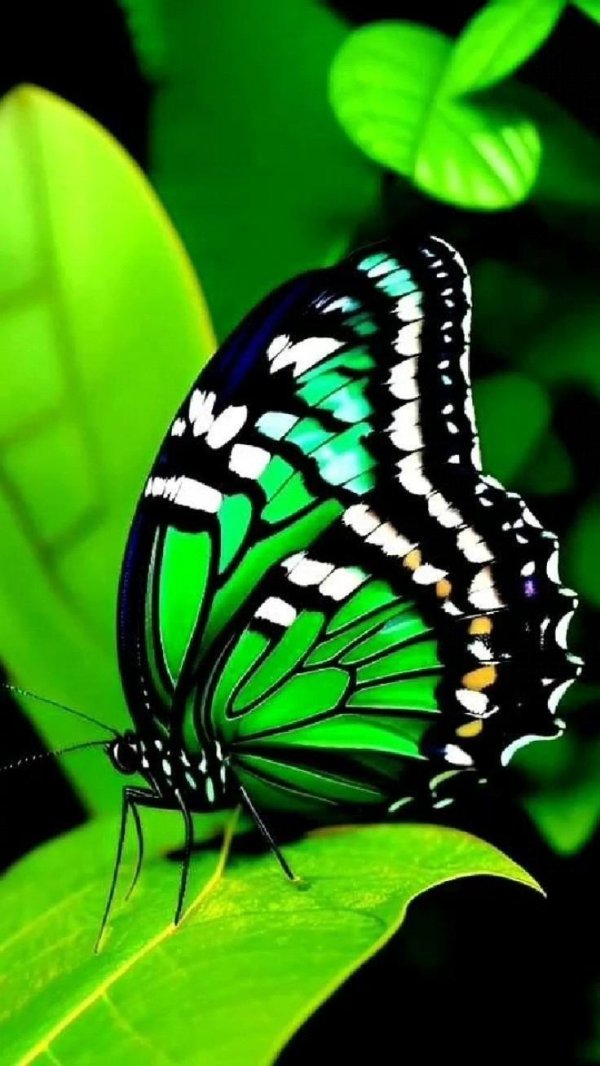 зеленая бабочка