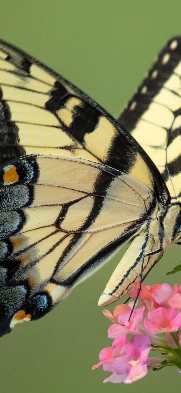 eastern tiger swallowtail papilio glaucus