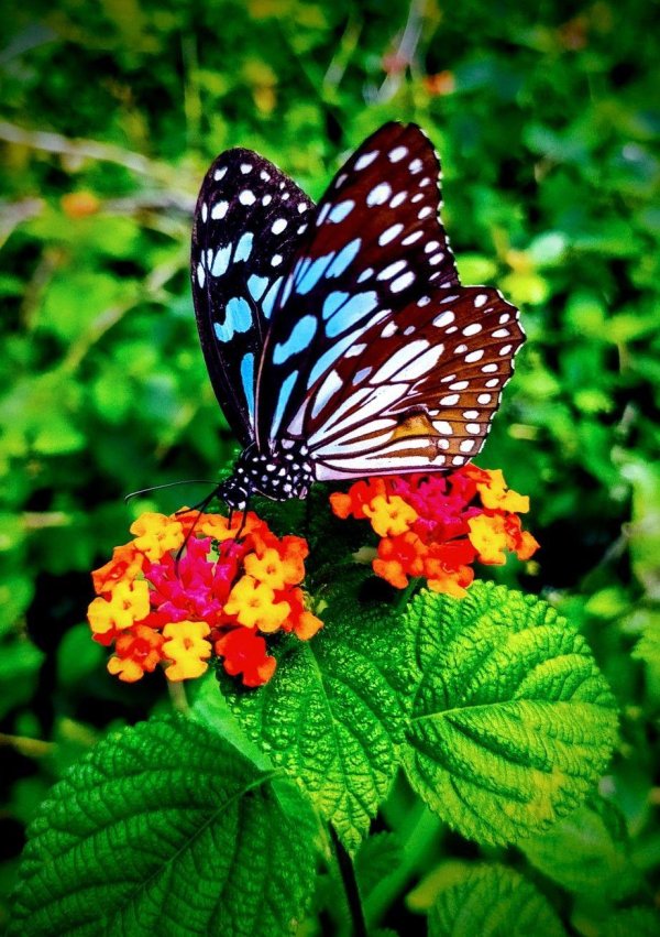 beautiful butterfly