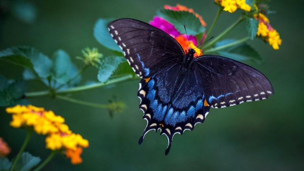 черный кардинал бабочка