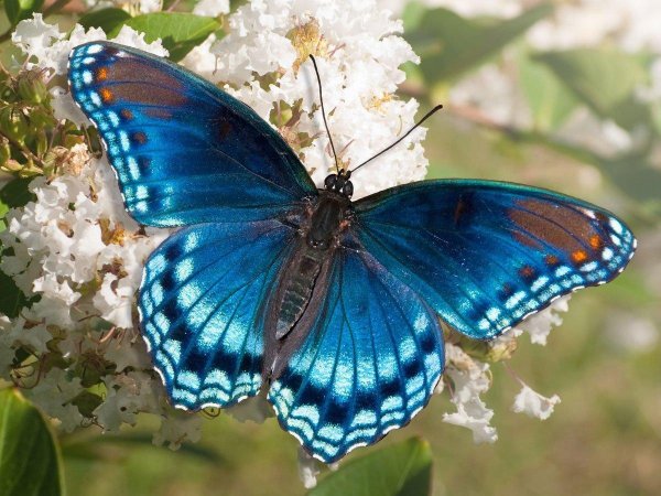 limenitis arthemis