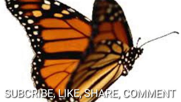 monarch butterfly