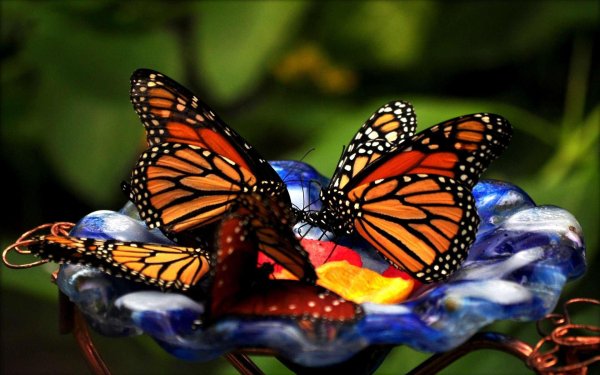 данаида монарх