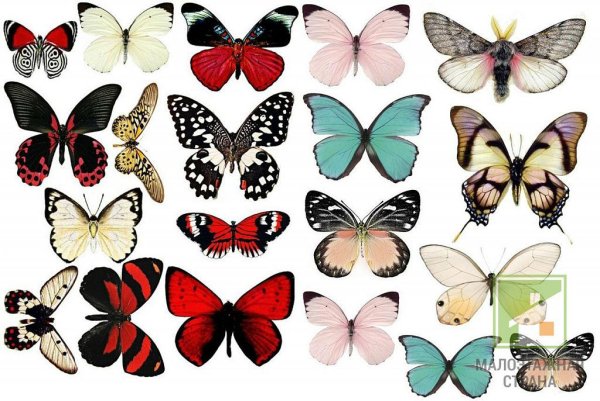 разноцветные бабочки для вырезания