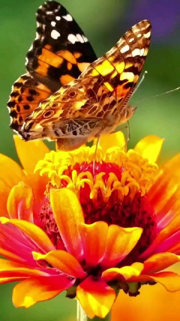 очень красивые бабочки