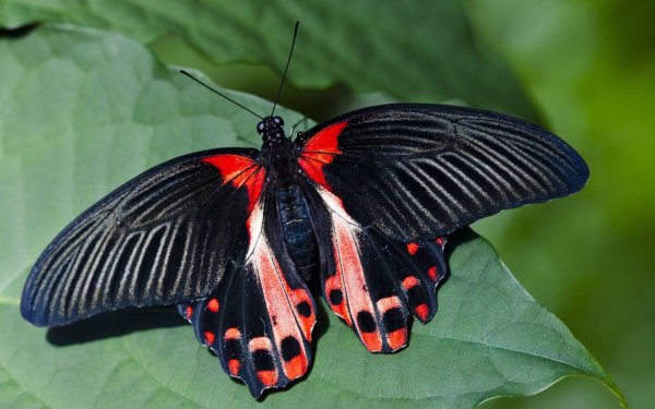 парусник румянцева papilio rumanzovia