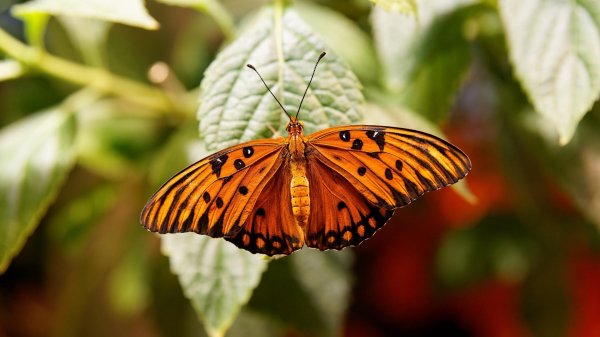 оранжевая бабочка