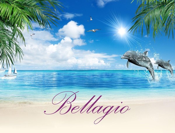 красивые дельфины