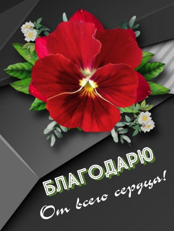 виола виттрока красная