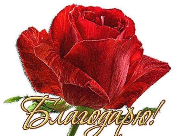 благодарю цветы