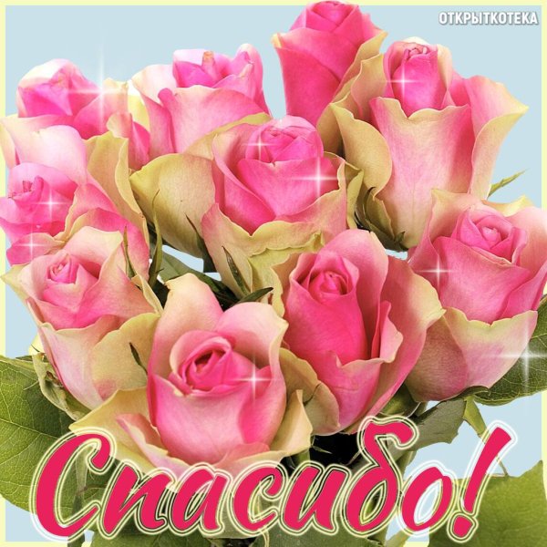 букет розовые розы