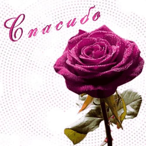 спасибо розы