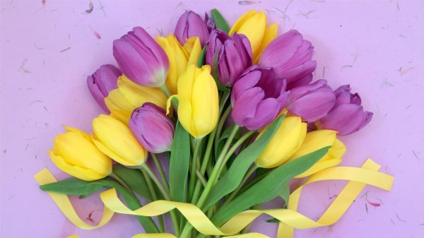 разноцветные тюльпаны