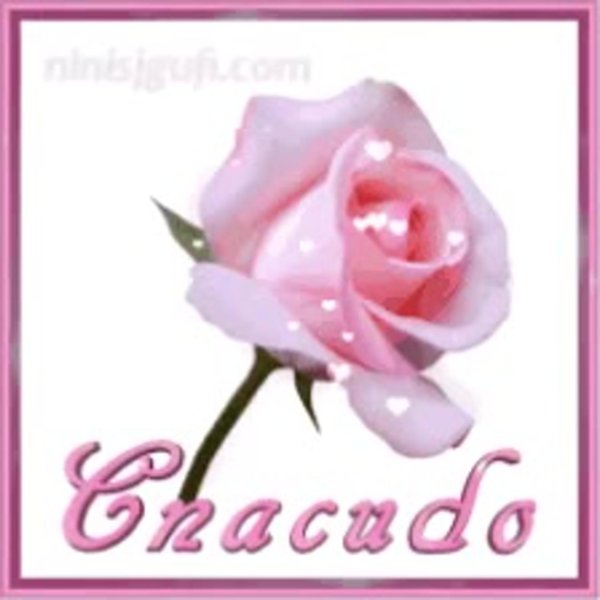 розовая роза