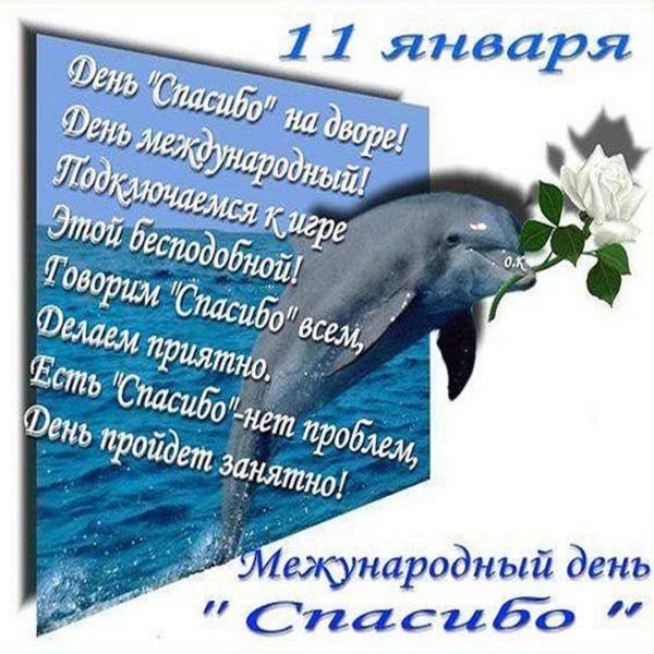 всемирный день дельфинов
