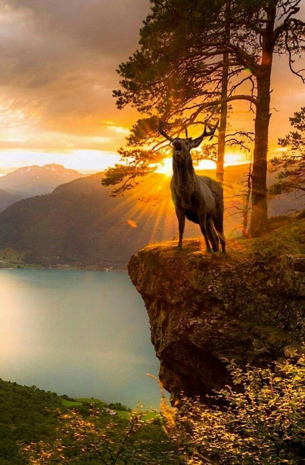 природа с животными