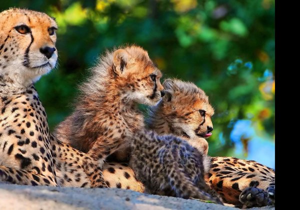 самка гепарда