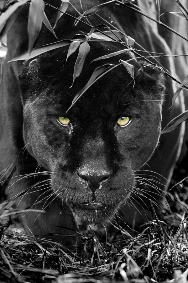 пантера нера