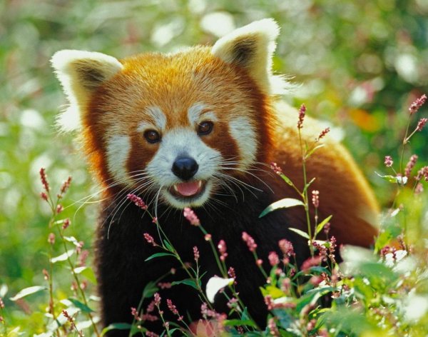 красная панд