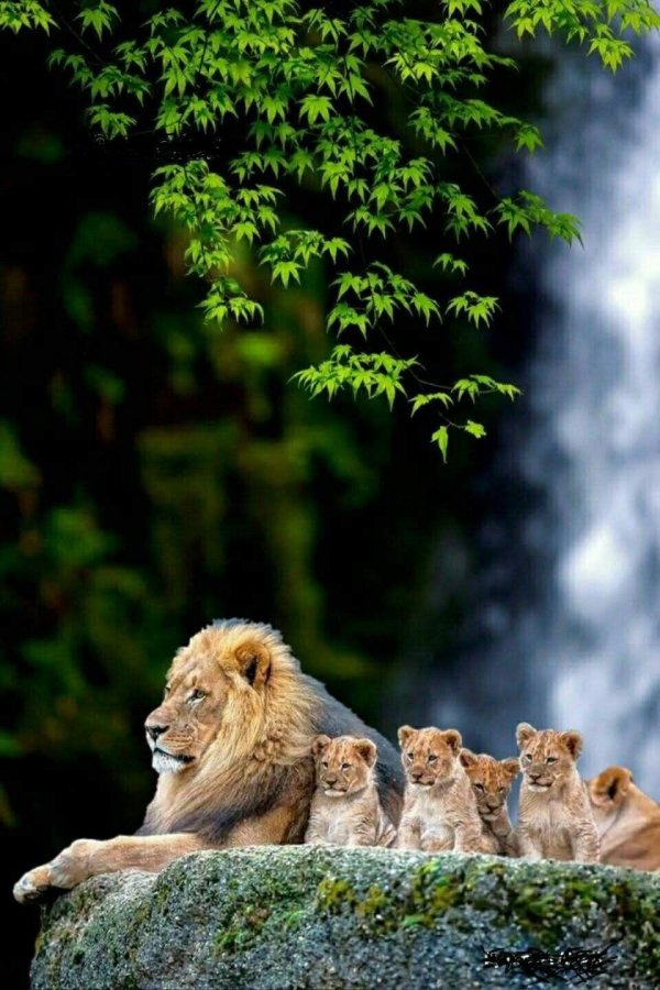 львиный прайд