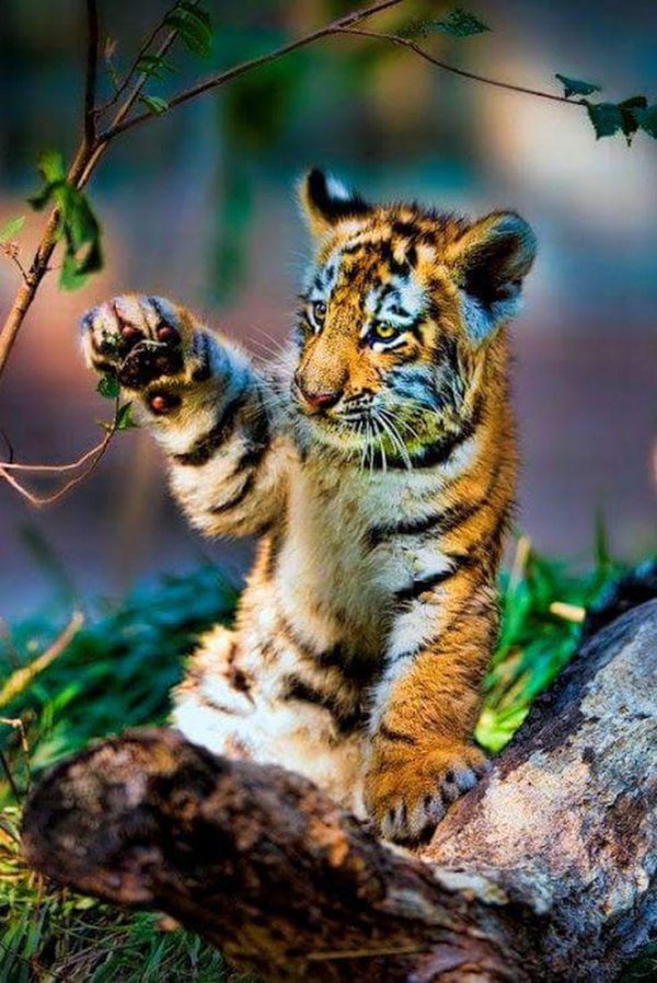 маленькие тигры