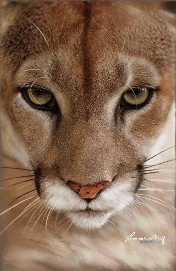 взгляд пумы