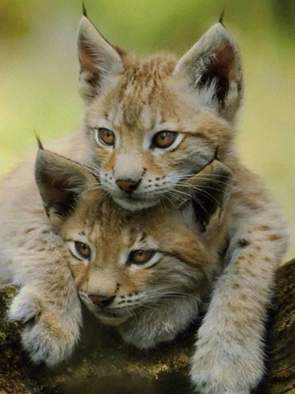 рысь детеныш