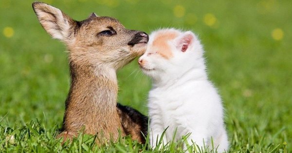 дружба животных