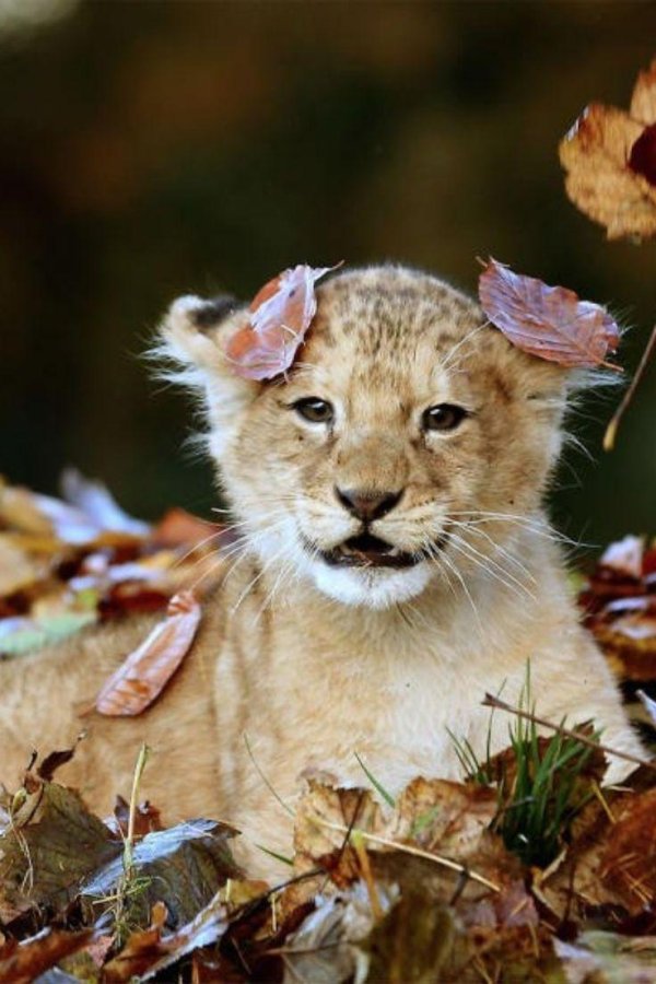 милые львята