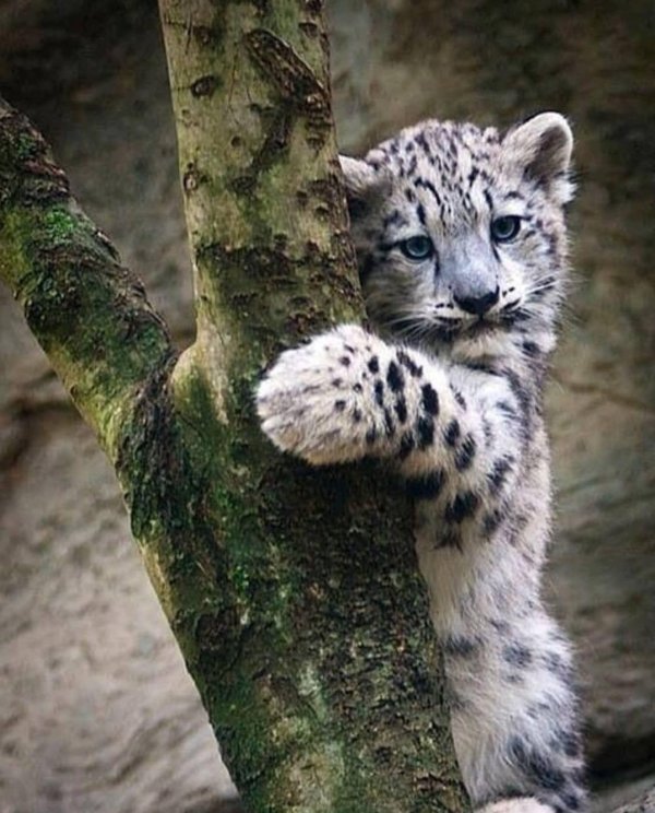 детеныши снежного барса